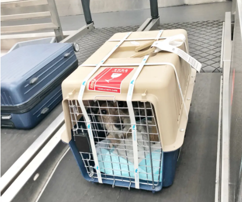 汉中宠物托运 宠物托运公司 机场宠物托运 宠物空运